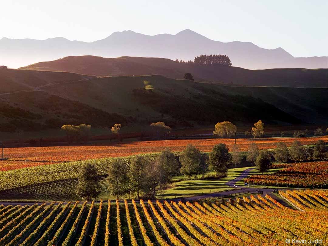 Marlborough Pinot Noir, New Zealand Pinot Noir