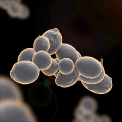 An actual image of Saccharomyces cerevisiae by https://lallemandwine.com/