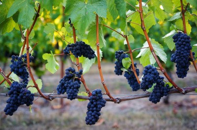 Pinot Noir Grapes in Oregon 