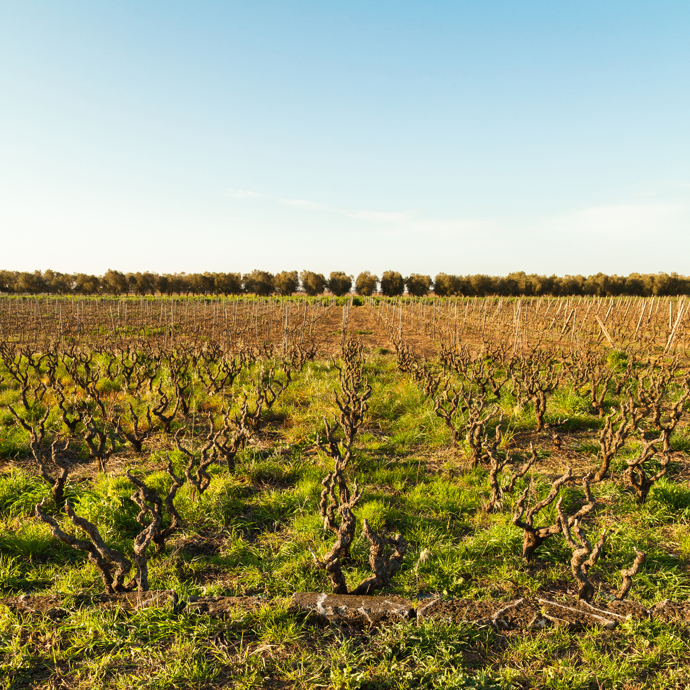 Puglia Wine Is Italy S Secret To Value Wine Folly