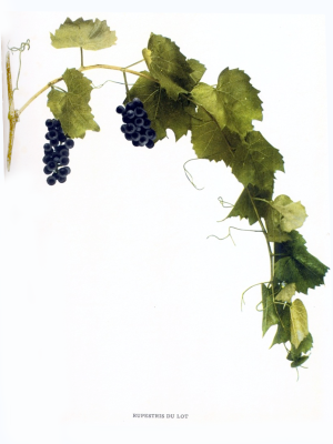 Vitis rupestris - rupestris du lot - rare French Hybrid grape