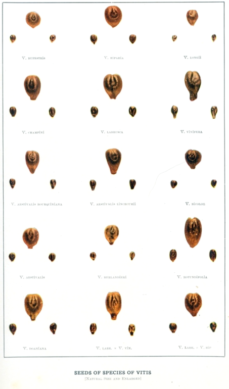 Seed identification of several vitis species vinifera, labrusca, aestivalis, rotundifolia