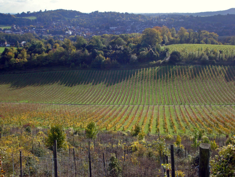 Denbies Vineyard is the largest in the region. by Diamond G.