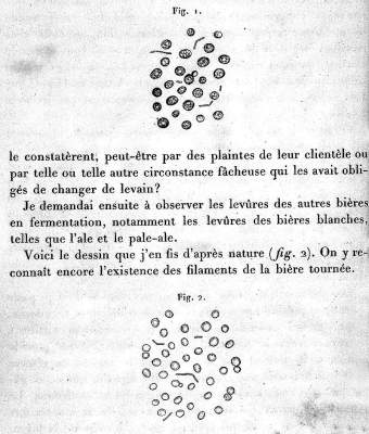 Louis Pasteur's illustrations of bacteria colonies in beer