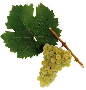 Riesling grapes courtesy austria wine