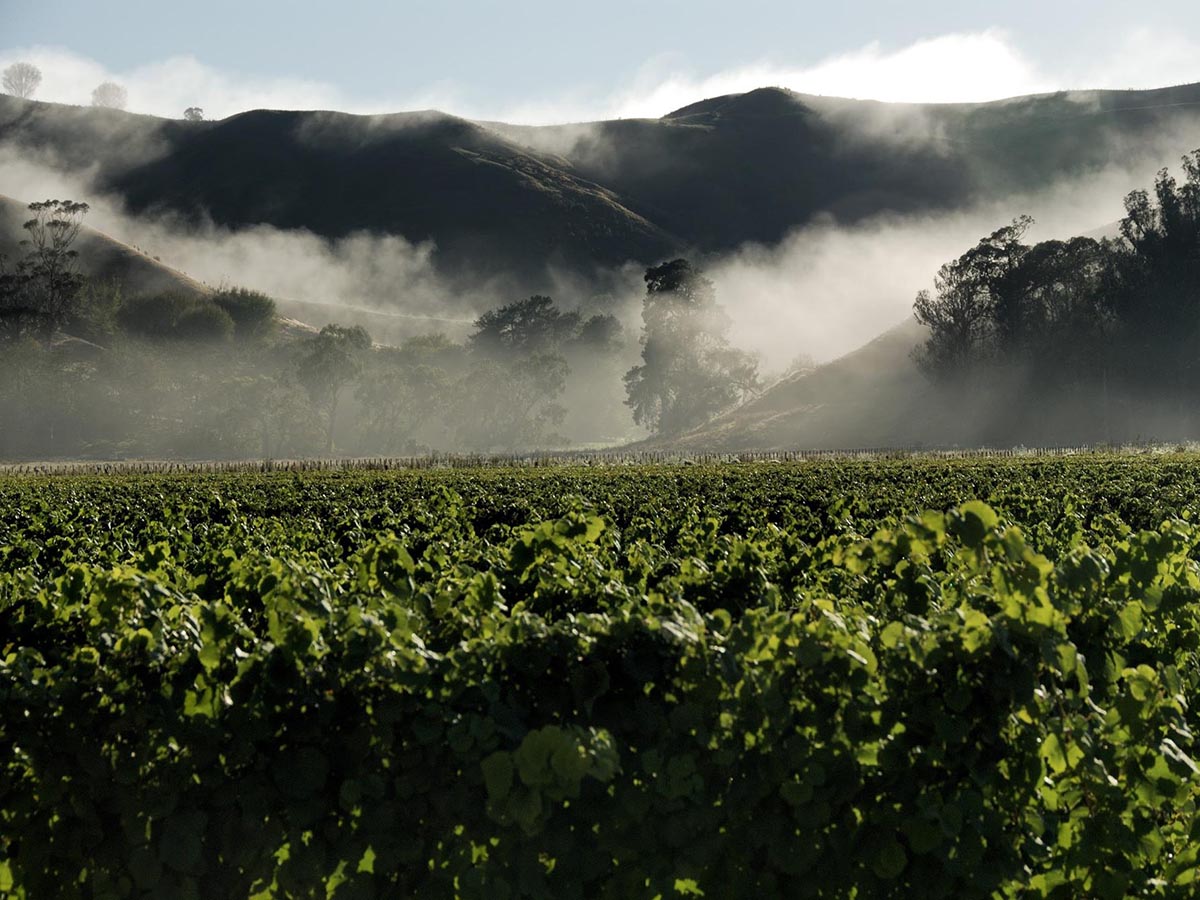 Dark Markets New Zealand