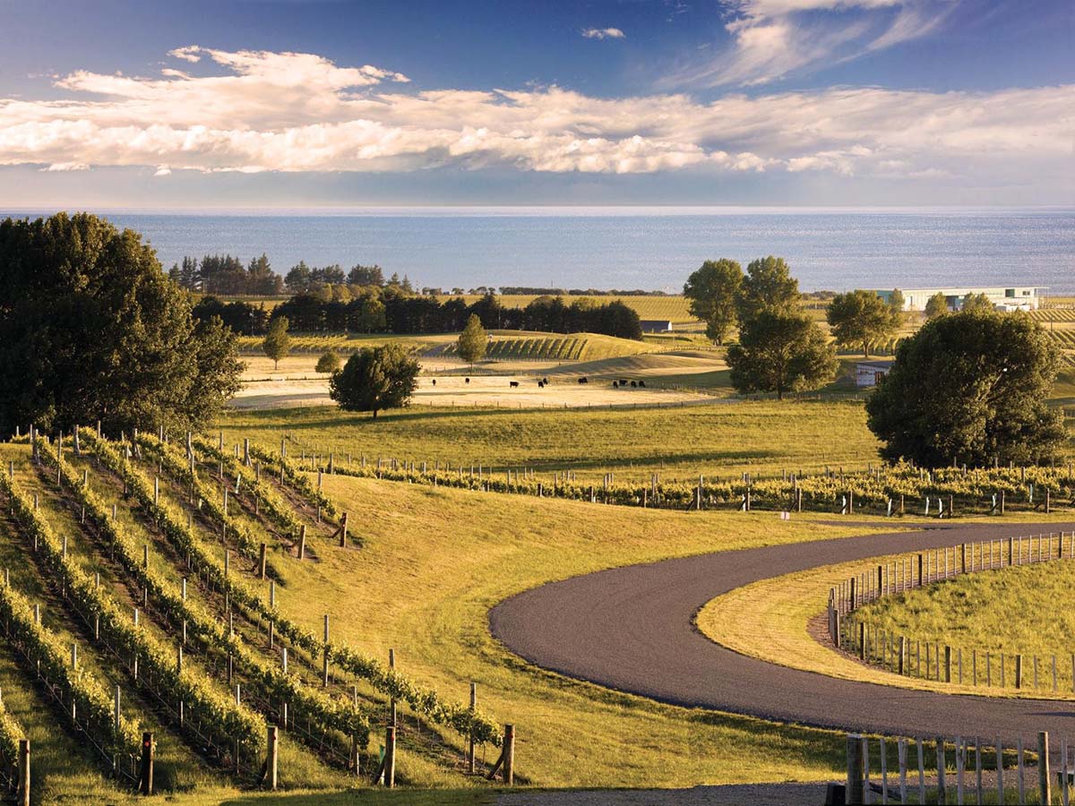 nz-chardonnay-sacred-hill