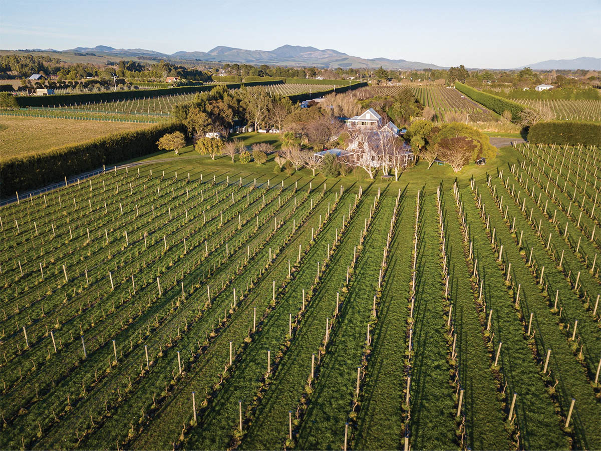 nz-chardonnay-martinborough