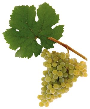 Grüner Veltliner wine grapes courtesy austria wine