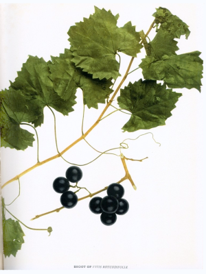 Vitis rotundifolia muscadine grape illustration scuppernong