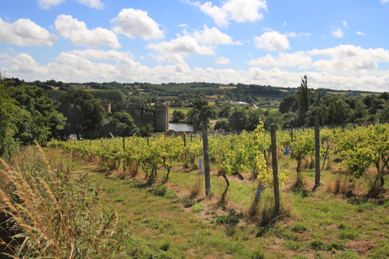 Sedlescombe vineyard (England's first organic–now biodynamic–vineyard) looking towards Bodiam Castle  Steve Gardner