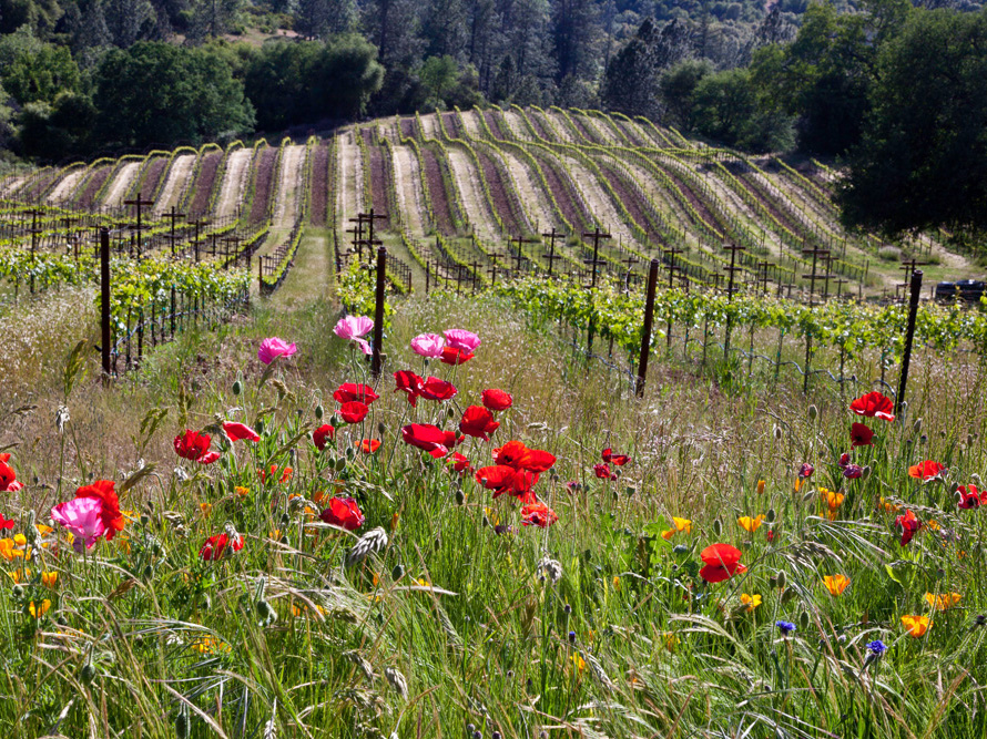 Amador-vineyards-sierra-foothills-david-schroeder