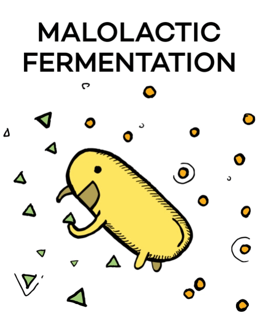 Helping Wine become delicious!