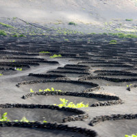Canary Islands Vineyards volcanic soils Jose Pastor