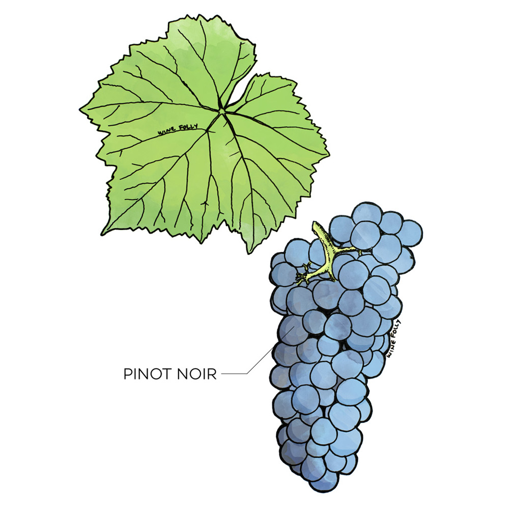 Pinot hotsell noir vines