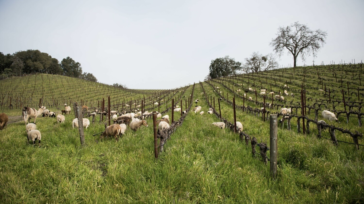 Tablas Creek Winery has sheep grazing around the vines