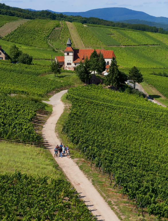 Dambach Vineyard Road is along the Alsace Wine Route, celebrating 60 years in 2013. 