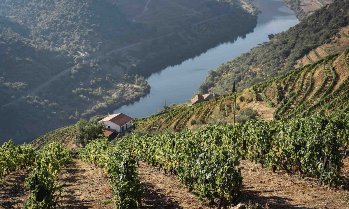 Photograph of vineyards on a steep angle overlooking the Douro River