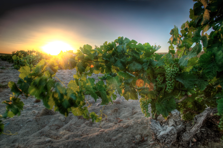 MicroBioWines Sandy Soils Vineyard in Rueda, Spain