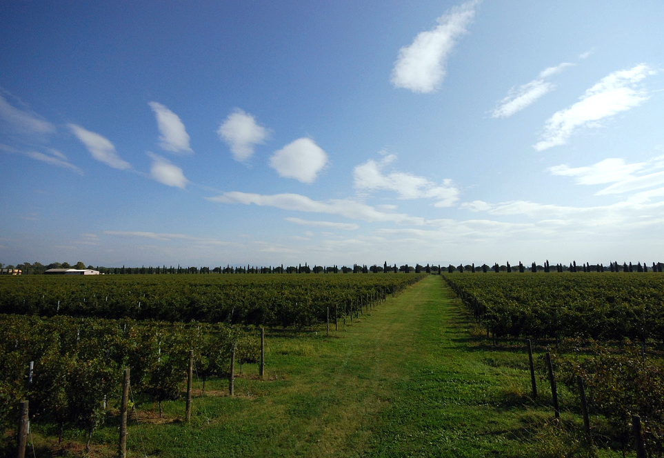 vineyards of pordenone italy