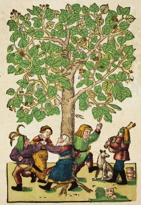 Hieronymus Bock (1498-1554)  German botanist. His 1546  herbal had 550 woodcuts by David Kandel. Lime Tree