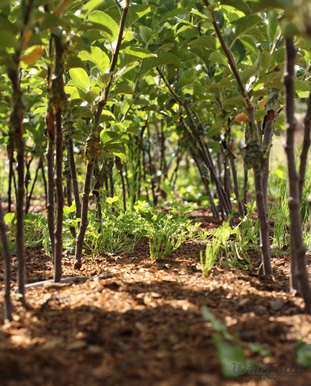 Baby Cider Nursery