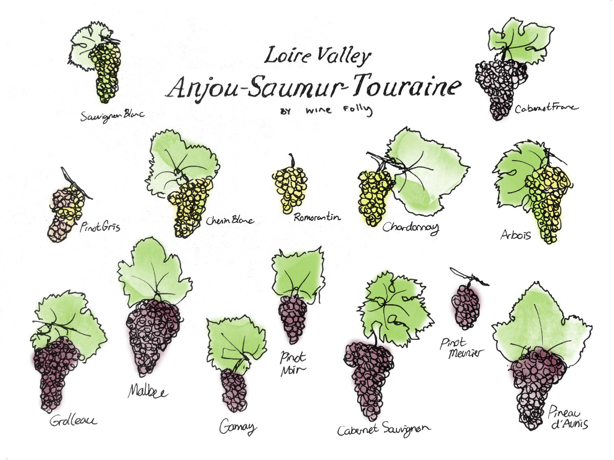 Middle Loire Valley Wine Grape Varieties by Wine Folly