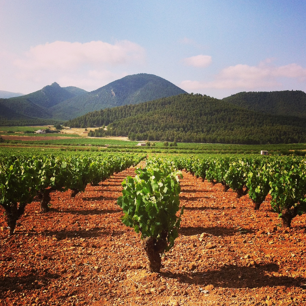 Murcia-old-vine-monastrell-yecla-spain