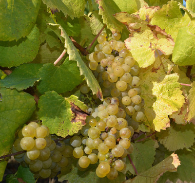 Muscadet-melon-de-bourgogne-grapes-objectif-nantes