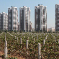 Red Obsession - China and Bordeaux