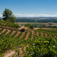 Ribera del Duero wine region Ines Vizcarra Ole Imports