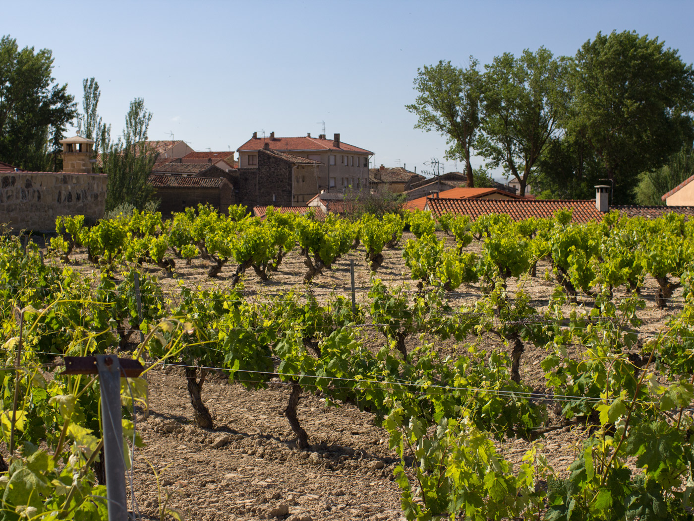 Old vineyards at Bodegas Castillo de Sajazarra in Rioja Alta