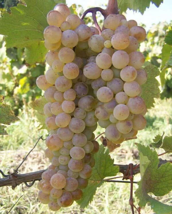 picture of ripened white grapes with a pinkish hue on the vine