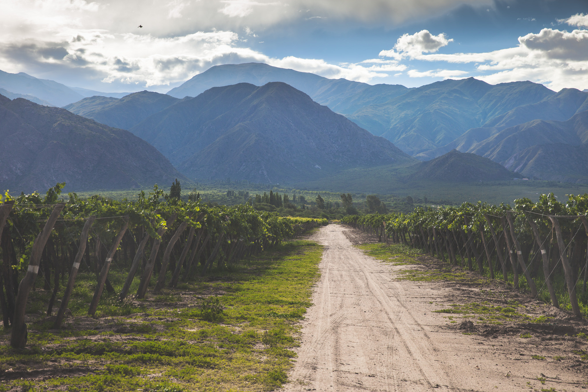 Salta-Cafayate-Torrontes-Vineyards-Argentina-Chris-Ford