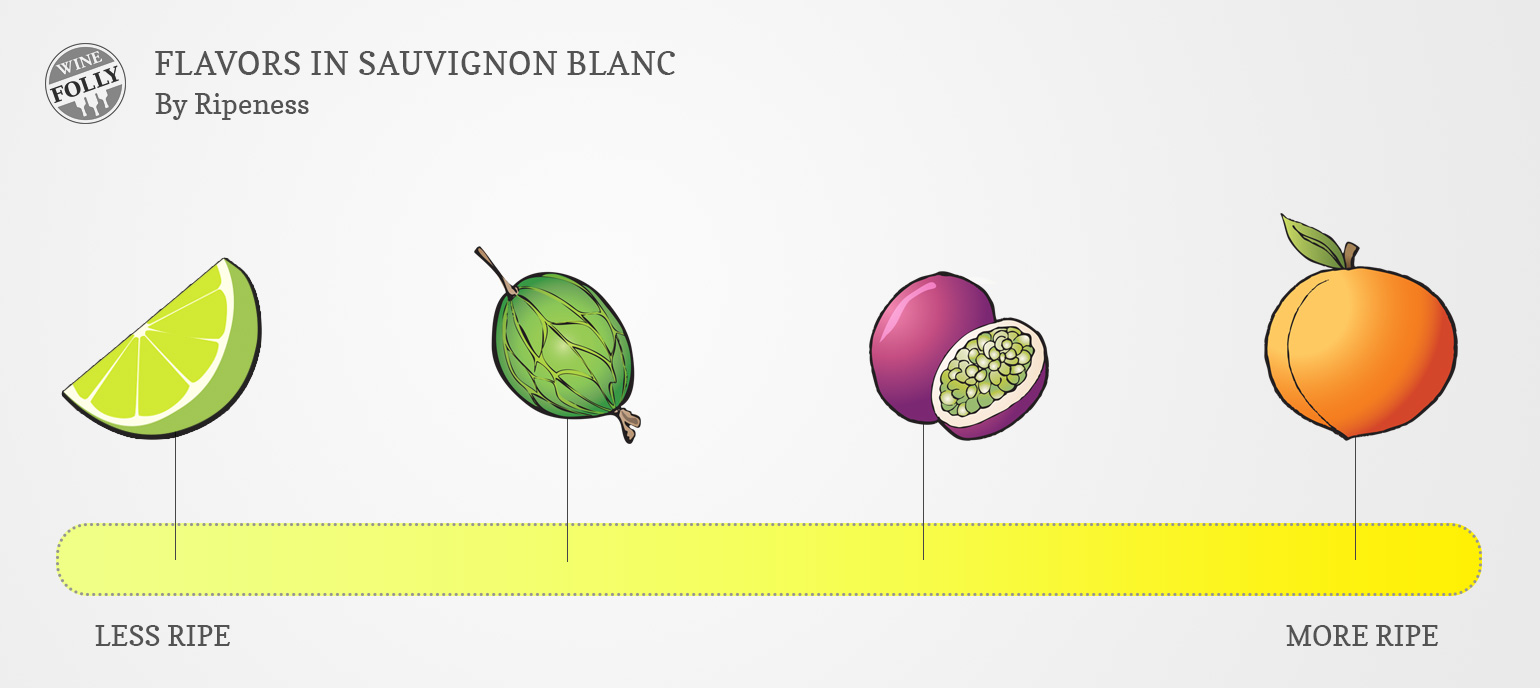 about-sauvignon-blanc-wine-taste-regions-and-food-pairing-wine-folly