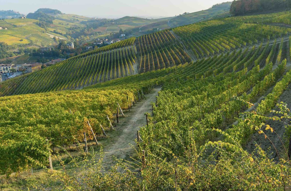 Photograph of vineyards at sunset