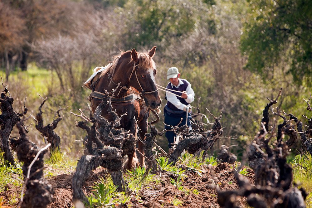 The Real Frontier Of Chilean Wine Wine Folly 0700