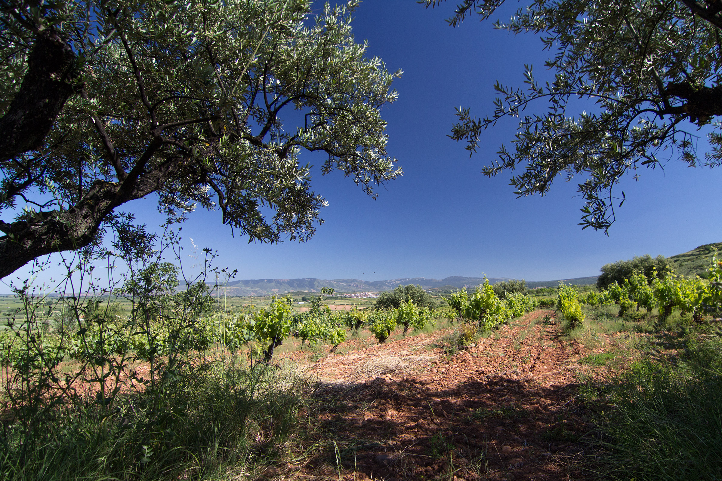 Soil Types for Wine, The Clay soils in Rioja Alta in Spain for Tempranillo