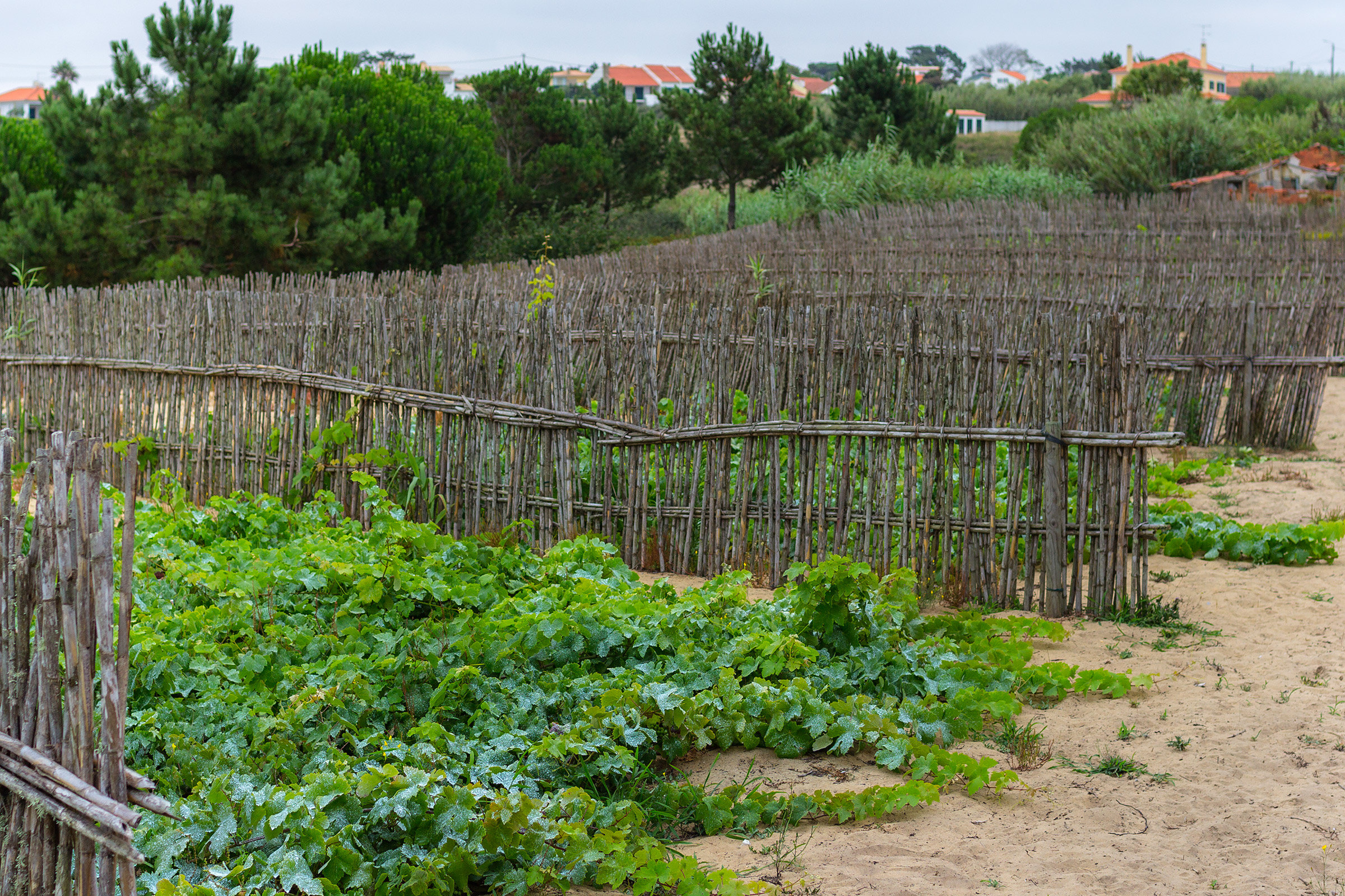 Soil Types of Wine Sandy Soils in Colares, Portugal