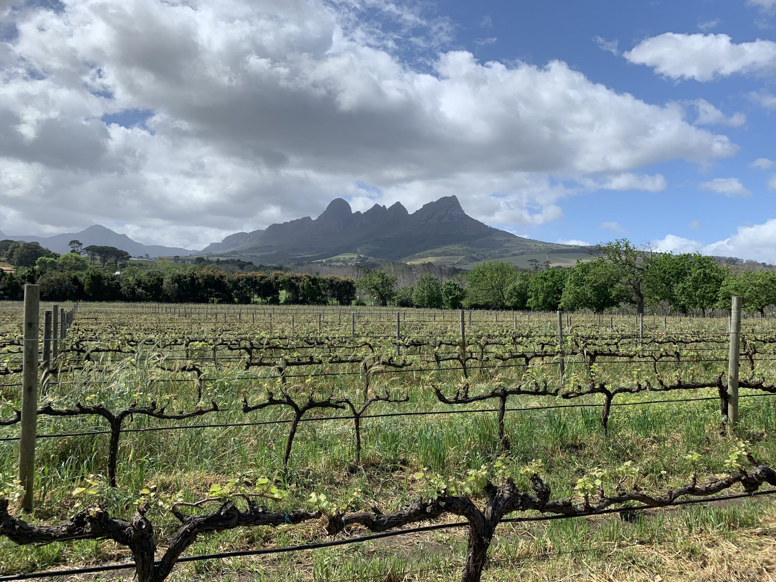 A vineyard in the Stellenbosch wine region of South Africa