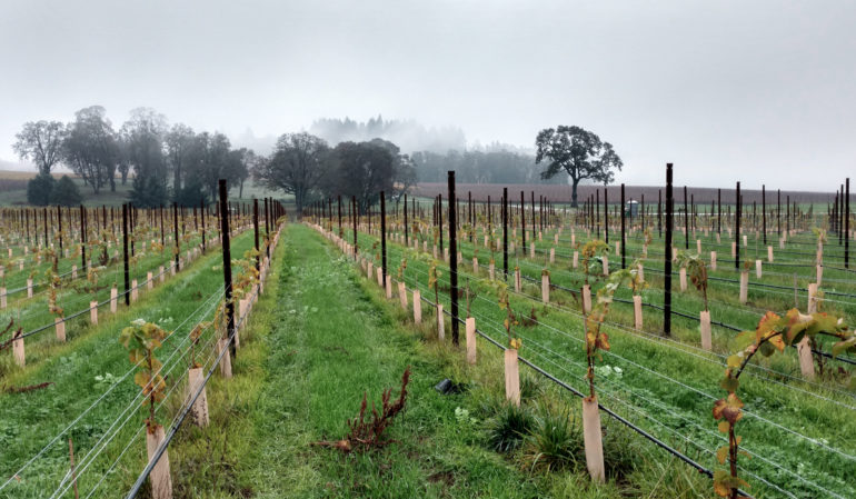 Stoller-young-vines-dundeehills-1