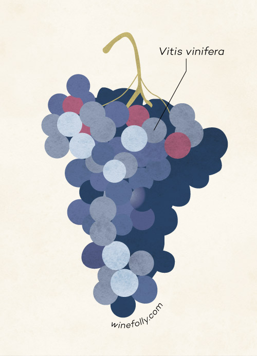 What is Wine? A Beautiful Explanation Wine Folly