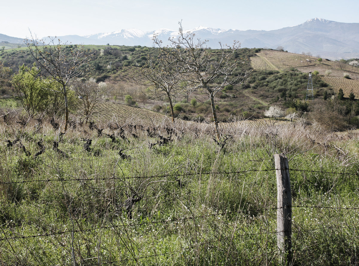 abandoned-vineyards-camino-santiago