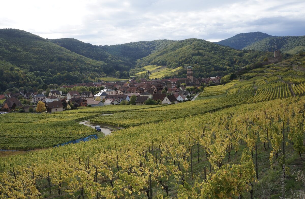 Picture of vineyards on sloping hills in front of a medieval village