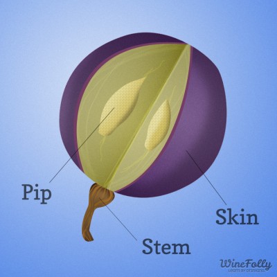 anatomy-of-a-wine-grape