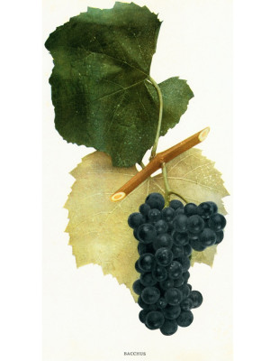 Bacchus Wine Grape Illustration Vitis riparia native American 