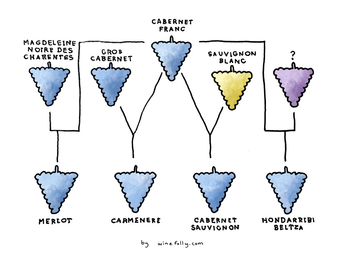 Cabernet Franc and Sauvignon Blanc are the parents of Cabernet Sauvignon