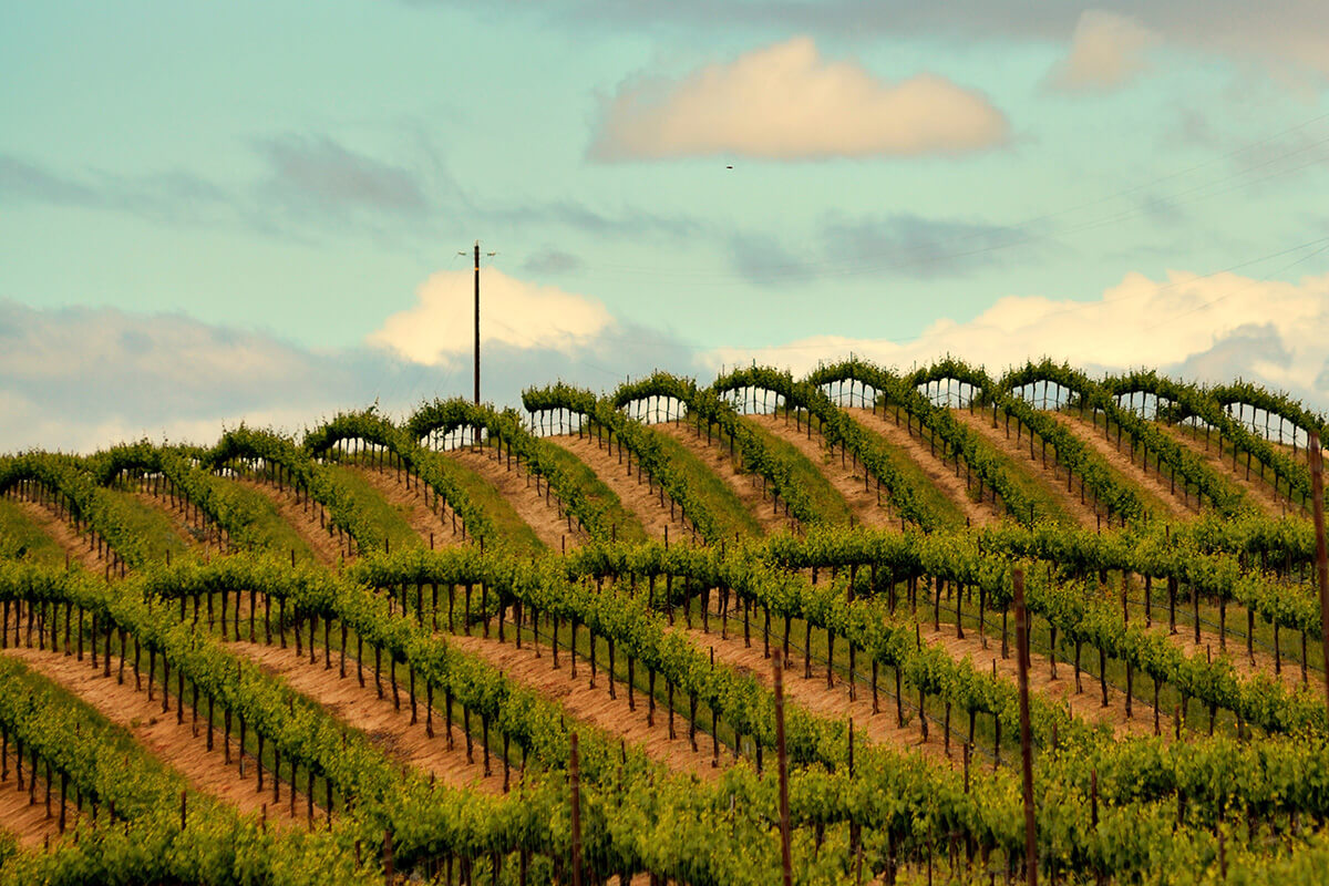 A vineyard in Chalone, California.