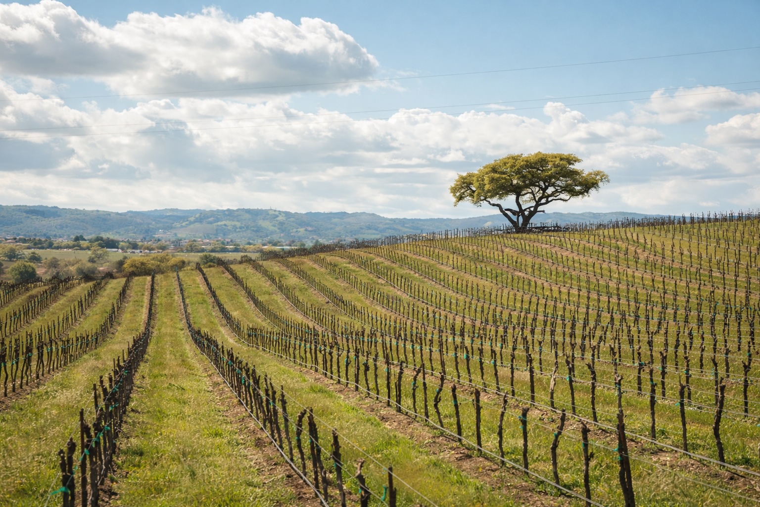 Robert Hall vineyard