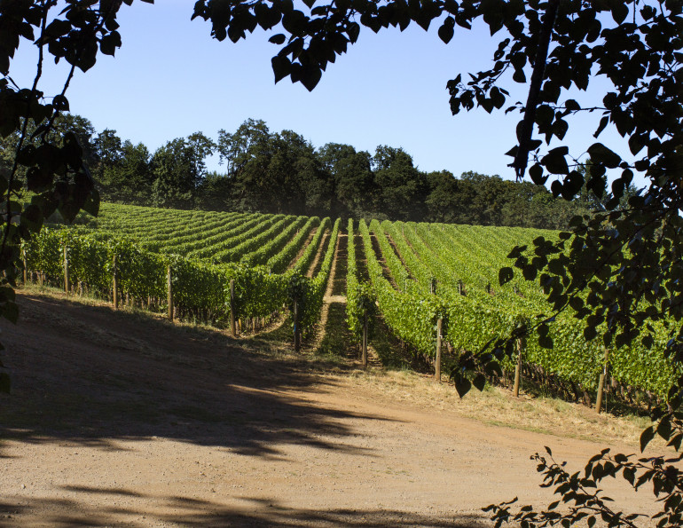 looking out at Cristom Vineyards Oregon Pinot Noir